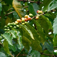 Coffea arabica