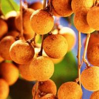 Dimocarpus longan