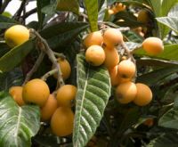 Gold Nugget Loquat