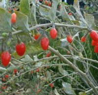 Lycium barbarum