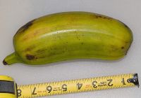Musa Mua Hoa banana