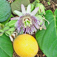 Passiflora ligularis