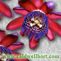 Passiflora quadrangularis - Granadilla