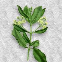 Pimenta racemosa 