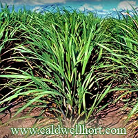 Saccharum officinarum
