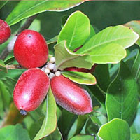 Synsepalum dulcificum