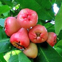 Syzygium javanicum