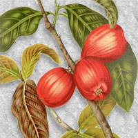 Syzygium malaccense