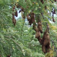 Tamarindus indica