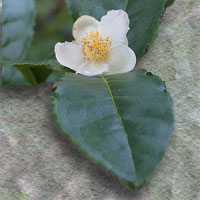 Camellia sinensis