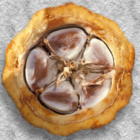Theobroma cacao