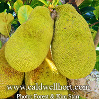 Artocarpus heterophyllus - Jackfruit