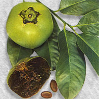 Diospyros digyna