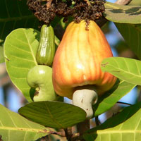 Cashew