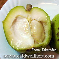casimiroa edulis_white_sapote