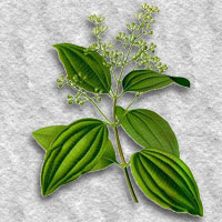 Cinnamomun zeylanicum