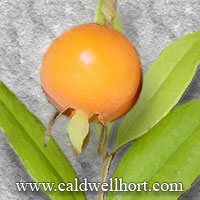 Eugenia luschnathiana