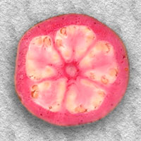 Psidium guajava