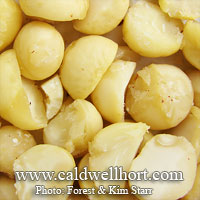 Macadamia Fruit