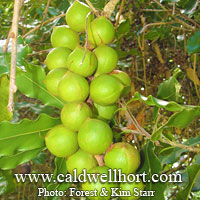 Macadamia _ macadamia integrifolia