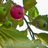 Jamaica Cherry - Muntingia calabura