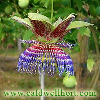 Passiflora maliformis