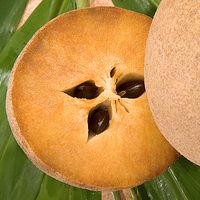 Sapodilla