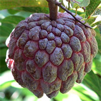 Sugar Apple