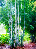 Bambusa chungii