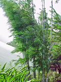 Bambusa chungii