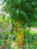 Bambusa eutuldiodes 'Viridivittata'