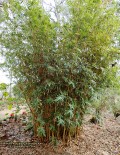 Alphonse Karr Bamboo