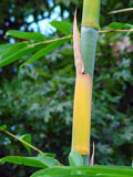 Odashimae Culm Sheath