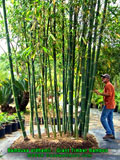 Bambusa oldhamii