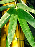 Painted Bamboo Leaf
