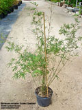 Bambusa multiplex 'Golden Goddess'
