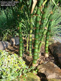 Bambusa vulgaris 'Wamin'