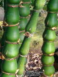 Bambusa vulgaris 'Wamin'