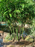 Bambusa vulgaris 'Wamin'