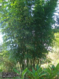 Bambusa textilis - Textilis culms