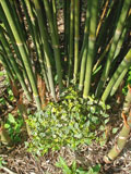 Bamboo textilis