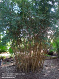Alphonse Karr Bamboo