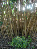 Alphonse Karr Bamboo