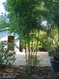 Bambusa textilis 'Gracilis'