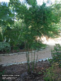 Bambusa textilis 'Gracilis'