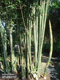 Bambusa oldhamii