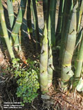 Bambusa oldhamii