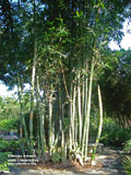 Bambusa oldhamii