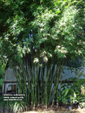 Seabreeze Bamboo