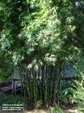 Seabreeze Bamboo